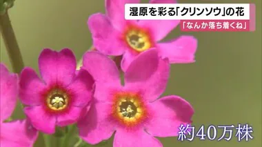 ピンク色の可憐な花「クリンソウ」が見ごろ　40万株の国内最大級の群生地　兵庫・宍粟市