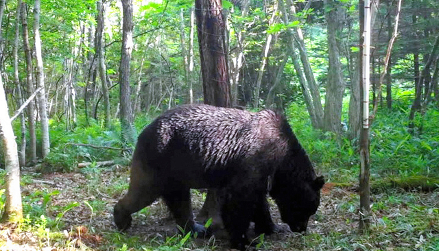 第二の「オソ」か　牛4頭死亡、クマに襲われた可能性　北海道別海町