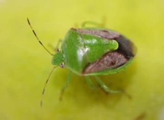 25府県がカメムシ注意報　大量発生、果物被害に懸念