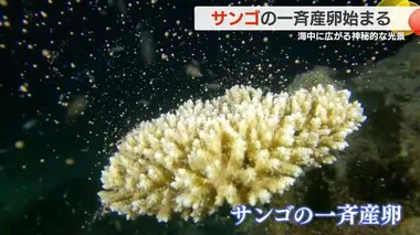 神秘的！　鹿児島・奄美大島の海でサンゴが一斉産卵　専門家「サンゴは全体に回復傾向」