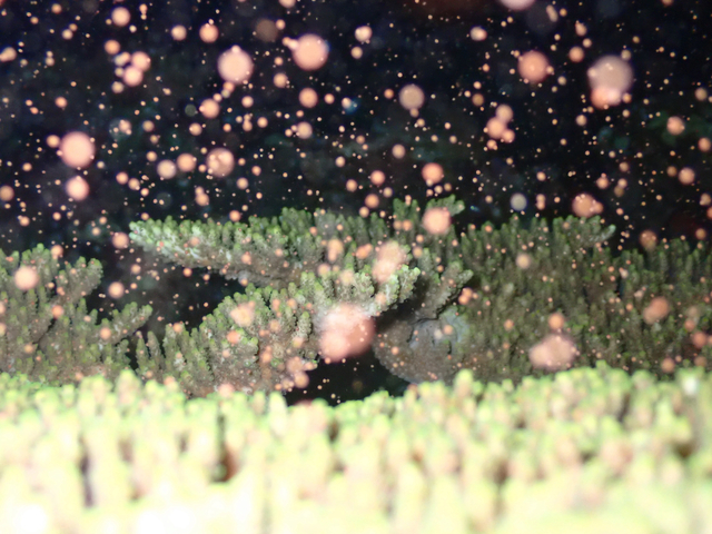 沖縄・石垣島でサンゴの産卵　神秘的な光景がみられた