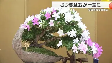 「さつき盆栽」が一堂に　咲くやこの花館で開催　