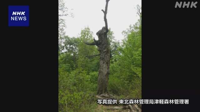 青森 白神山地のシンボル「マザーツリー」 完全に枯れたと発表