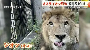 平川動物公園の人気者　オスライオン死ぬ　飼育数ゼロに　鹿児島県