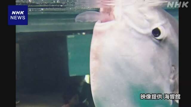 水族館のマンボウがクラゲを… NHKカメラの前でも 下関