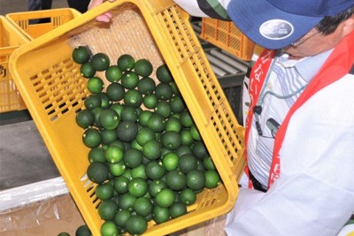 「へべす」味も形も上々　出荷スタート　宮崎・日向地域特産の柑橘