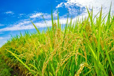 政府「食料・農業・農村白書」閣議決定　資材の価格高騰・気候変動による生産の不安定化受け食料安全保障を強化へ　