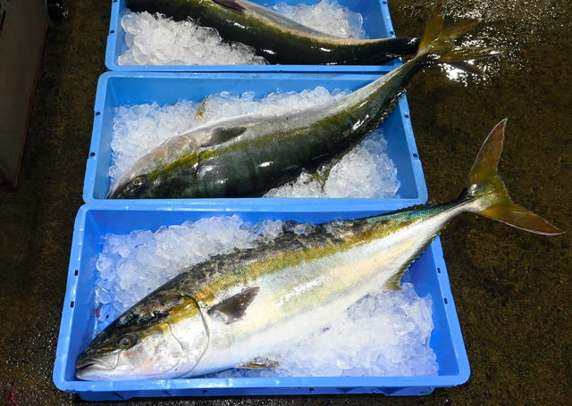 サケとブリの水揚げに異変 日本の食文化に影を落とす「気候変動」