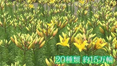 29種類15万輪「ゆりフェスタ」開幕