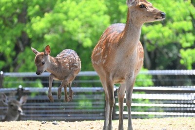 元気にジャンプ!　今春生まれた子鹿、一般公開　奈良公園・鹿苑