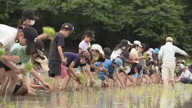 小学生が昔ながらの「田植え体験」　アメンボなど水辺の生き物観察も　１０月に稲刈りと調理実習予定　福岡