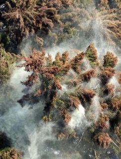 花粉症対策でスギ植え替え促進　林業白書、発生源２割削減