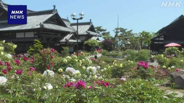 北海道 小樽 “ニシン御殿” 庭園で約400株のぼたんが見頃