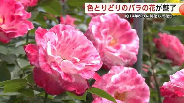 大館市のバラ園、色とりどりのバラが来場者魅了　約10年ぶりに開花した品種などが見頃に　秋田