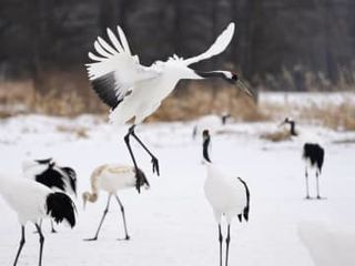 タンチョウに大陸の遺伝子　疾病耐性向上か、北海道