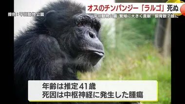 繁殖に大きく貢献・平川動物公園のチンパンジー「ラルゴ」死亡　鹿児島市