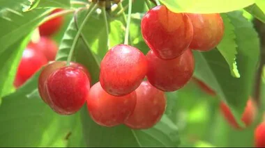 盛岡市の果樹園でサクランボ狩り　例年より１週間ほど早く始まる　岩手県