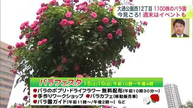 【北海道の天気 6/13(木)】夏のバラは北海道で美しく咲く　週末は大通公園でバラフェスタが開催！最新の週間予報
