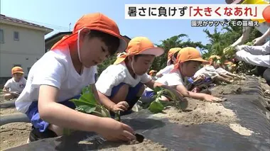 園児がサツマイモの苗植えに挑戦　暑さに負けず「大きくなあれ」　秋田市