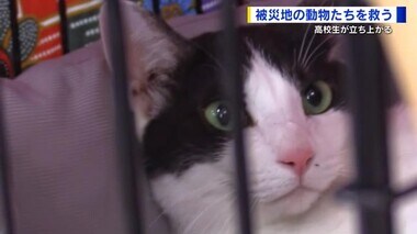 被災地から来た猫３匹　里親探しに奮闘する高校生たち　一匹一匹が大切な命　広島