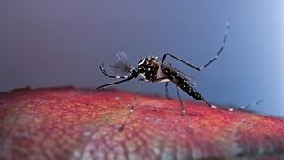 1章 人類が自ら招いた危機：（5）大都市をパニックに陥れた蚊の恐怖