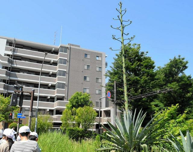 奇跡の花、開く直前に突然成長　交差点の植物に住民「驚きしかない」