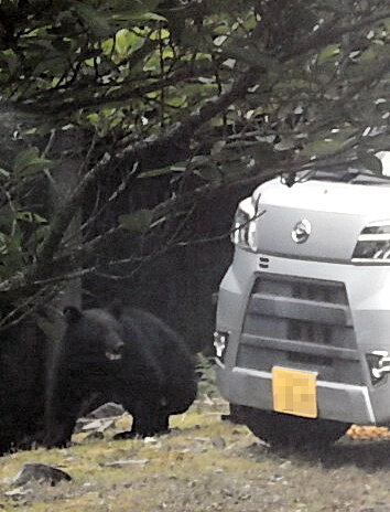 三重でクマの出没相次ぐ　昨年度を上回るペース、県が注意呼びかけ