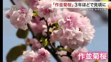貴重なサクラ「作並菊桜」 再び古里で咲かせたい 住民などが植樹祭〈宮城・仙台〉