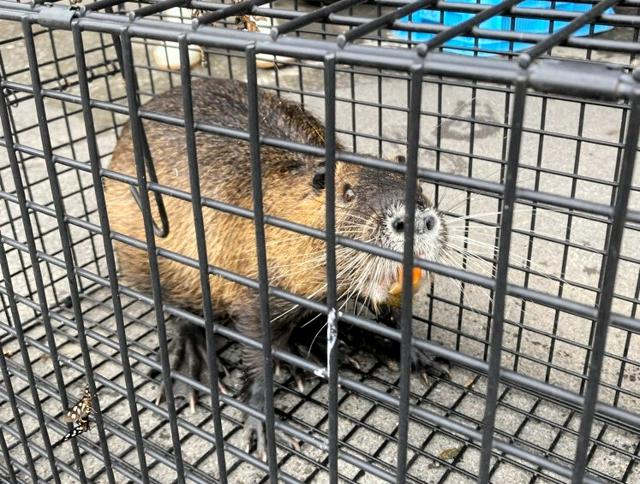 ヌートリアを島民が草むらで発見、海泳いでやってきた？　県内初捕獲