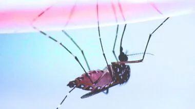 【速報】蚊に『血を吸われない』未来訪れる可能性『腹八分目』で停止シグナル利用し吸血終了と理研発表