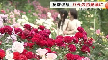 ６０００株のバラが咲き誇る　昼と夜の違う表情を楽しむ岩手・花巻温泉のバラ園　人気のフォトスポット
