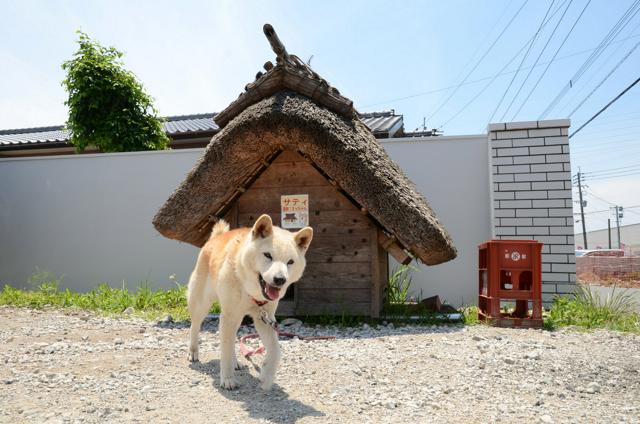 13歳老犬、茅葺き小屋は快適だワン　棟梁が作った本格的な合掌造り