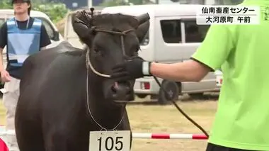 和牛の品質競う「共進会」 大河原町で開催〈宮城〉