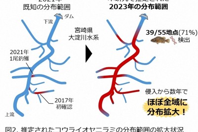 外来種「コウライオヤニラミ」　宮崎で爆発的に増加　生態系脅威