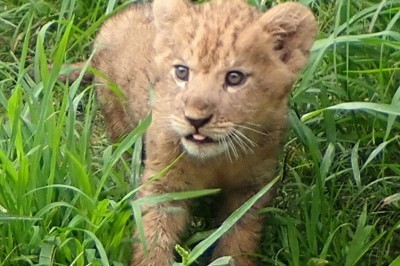 名前、選びにきてね　赤ちゃんライオン7日9日公開　とくしま動物園
