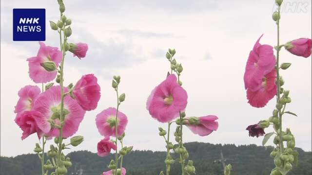 石川 輪島 水田沿いに植えられたタチアオイの花が見頃