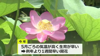 日本有数の花ハス生産地　福井県南越前町で「はすまつり」開幕