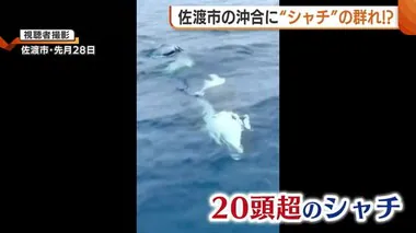 「非常に珍しい」新潟・佐渡沖に“シャチ”の群れ！？最大8～9mほどのシャチも…漁師が撮影