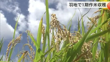 名護市羽地で一期作米の収穫始まる