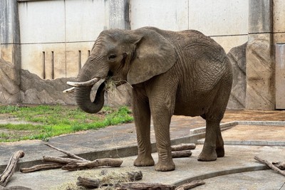 アフリカゾウの人工授精を実施　第一人者に協力依頼　盛岡市動物公園