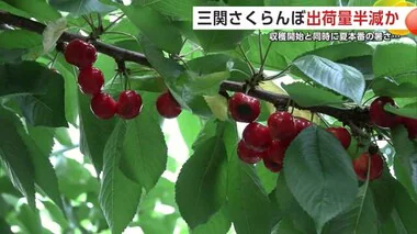 「天気が敵に回った」　湯沢市特産「三関さくらんぼ」ピンチ…出荷量半減か　収穫開始後の暑さが影響　秋田