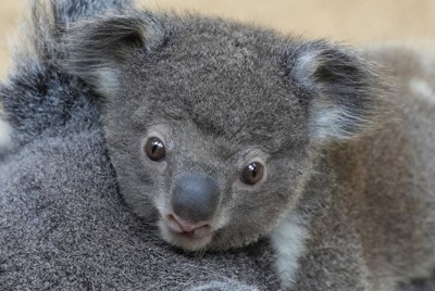 コアラの赤ちゃんの名前選んでね　6日から投票開始　東山動植物園