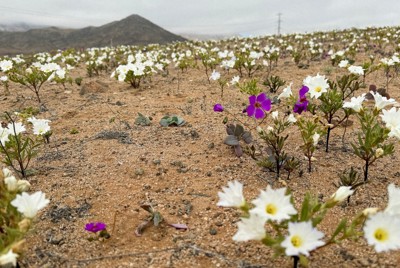 冬のチリの砂漠で9年ぶりに花が咲く　エルニーニョ現象の影響か