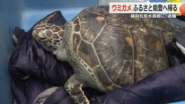 能登半島地震で避難のウミガメ　半年ぶりの“我が家”「のとじま水族館」へ　越前松島水族館を出発【福井】