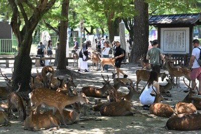 バスガイド不足の修学旅行に「助っ人」　その実力とは?