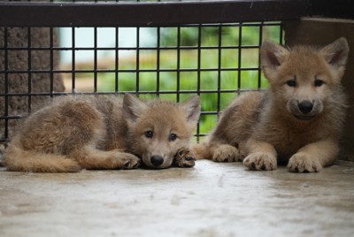 ホッキョクオオカミの赤ちゃん、20日から公開　那須どうぶつ王国