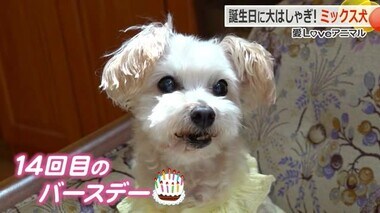 “大きな耳をパタパタ”で大喜び　誕生日で大はしゃぎのミックス犬「ラムちゃん」【福井】