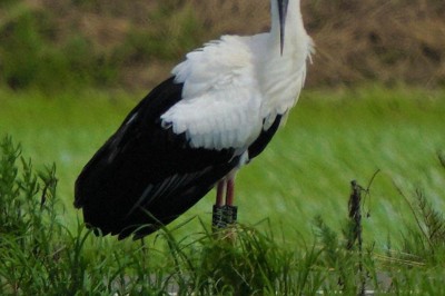 コウノトリのヒナ「かれん」と命名　名無しの母鳥は「つむぎ」に