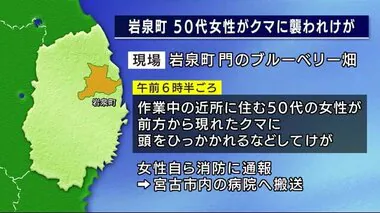 クマに襲われ５０代女性が頭などにけが　ブルーベリー畑で作業中　現場付近には住宅が点在　岩手・岩泉町