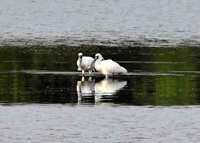 珍鳥クロツラヘラサギ2羽が季節外れの飛来　青森市の白鳥渡来地に